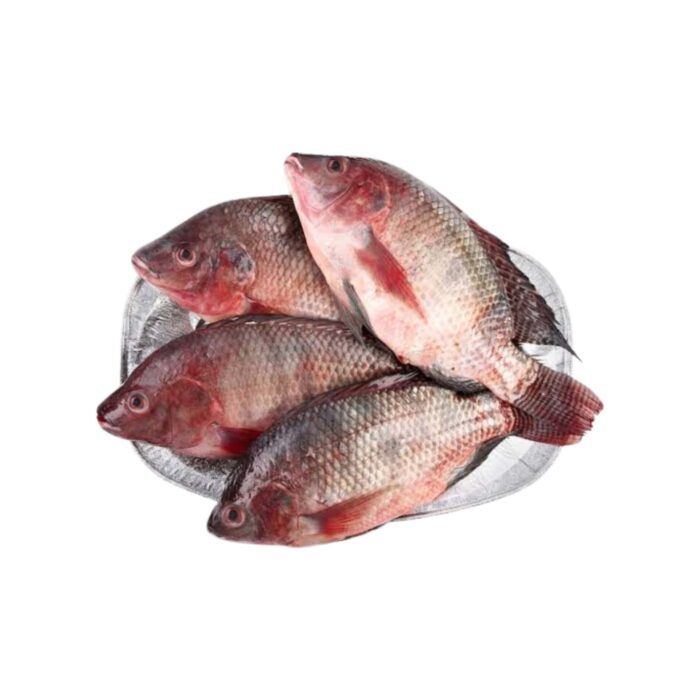 tilapia (Oman)