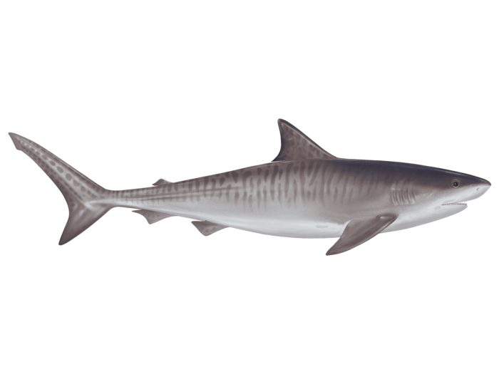 shark