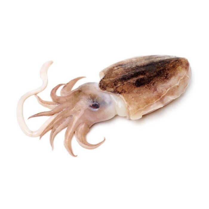 cuttlefish (khathaq)