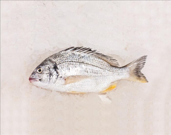 Shaam (white seabream)